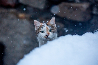 Сильный ветер и снег ожидаются в районах Якутии Мария Смитюк, ИА PrimaMedia
