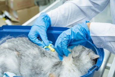 В Якутске бесплатно вакцинировали и чипировали более 200 питомцев