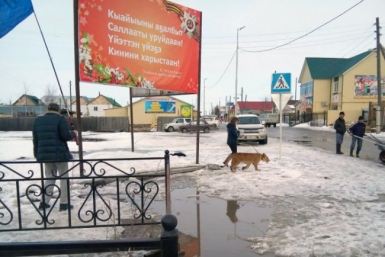 За прогулку льва по улицам в якутском селе, директор цирковой труппы заплатит штраф WhatsApp