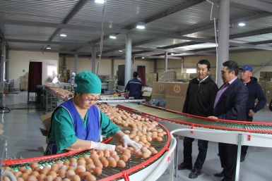 По 180 тысяч яиц в день производят на Якутской птицефабрике sakha.gov.ru