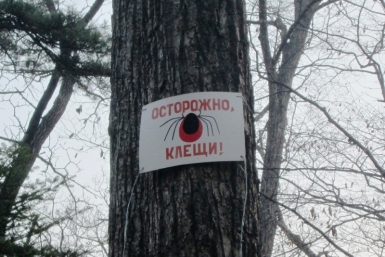 Около 30 случаев укуса клещей зарегистрировали в Якутии  PrimaMedia
